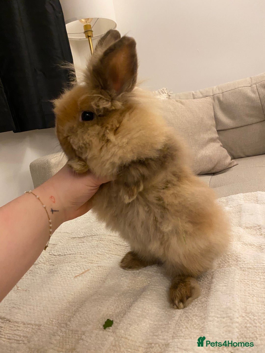 Lionhead rabbits for sale: 2 Lionhead Bunnies. cage and carrier include. - Advert 3