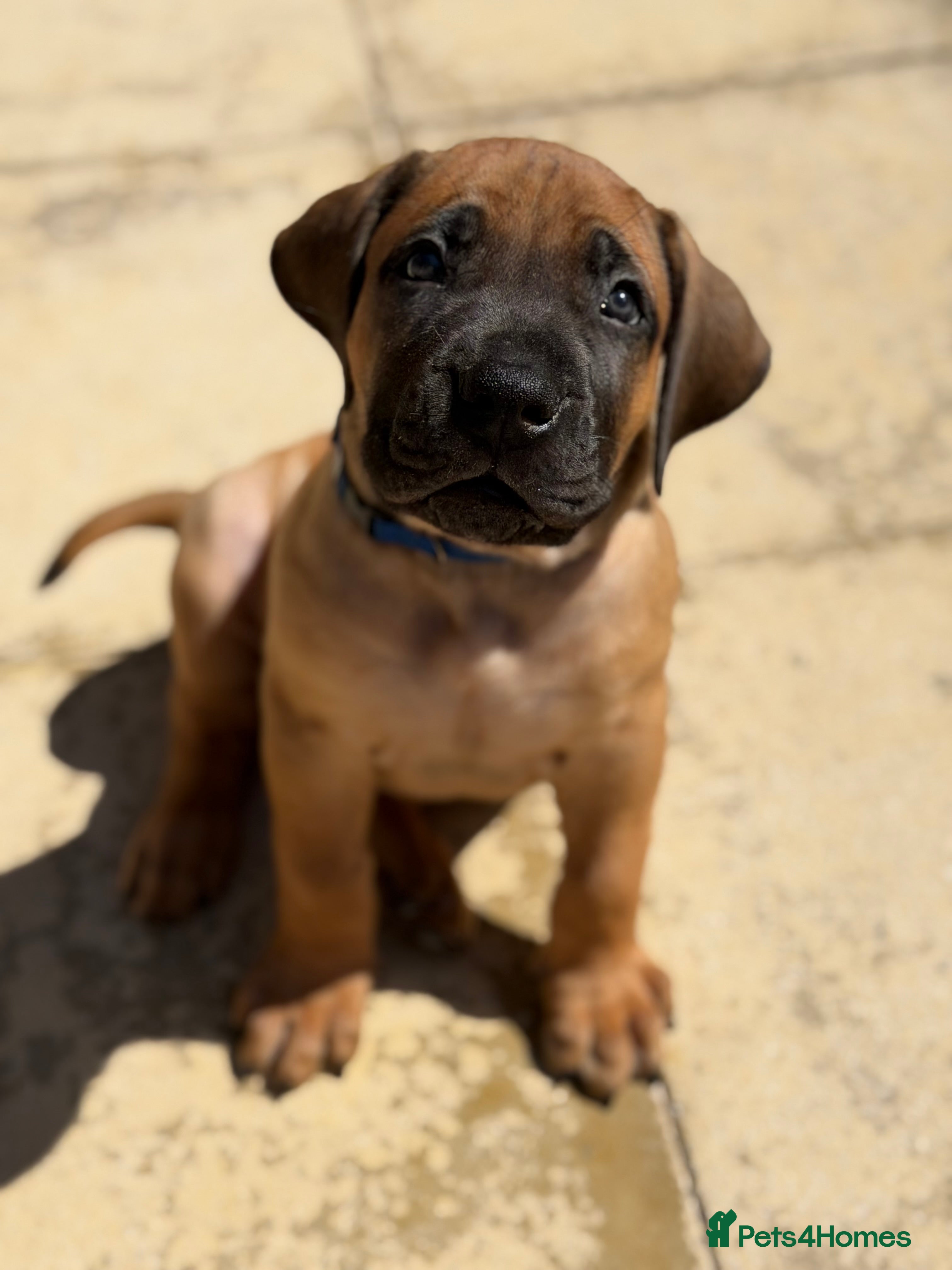 Boerboel dogs Elite Guard Neema X Spartan Dutch - Advert 2