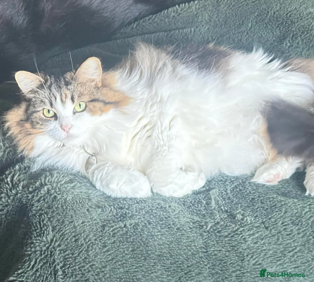 Mixed Breed cats for sale: Loving Home for Beautiful Tabby & white Girl - Advert 2