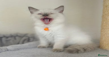 Ragdoll cats - Advert 3