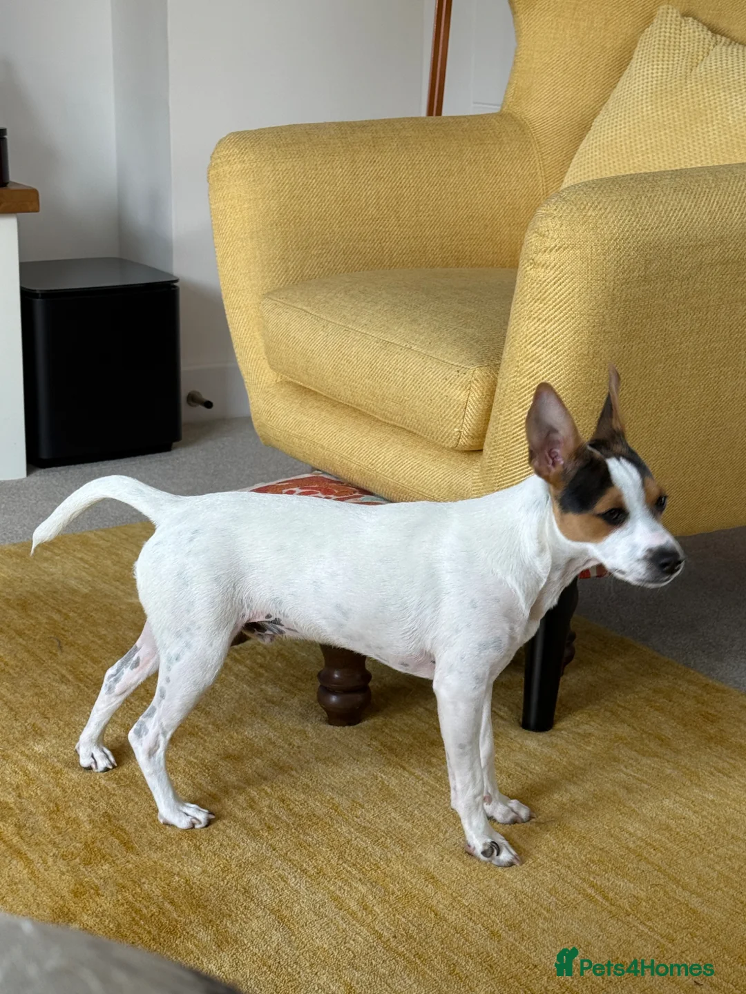 Jack Russell dogs for sale: Jack Russell Puppy - Advert 3