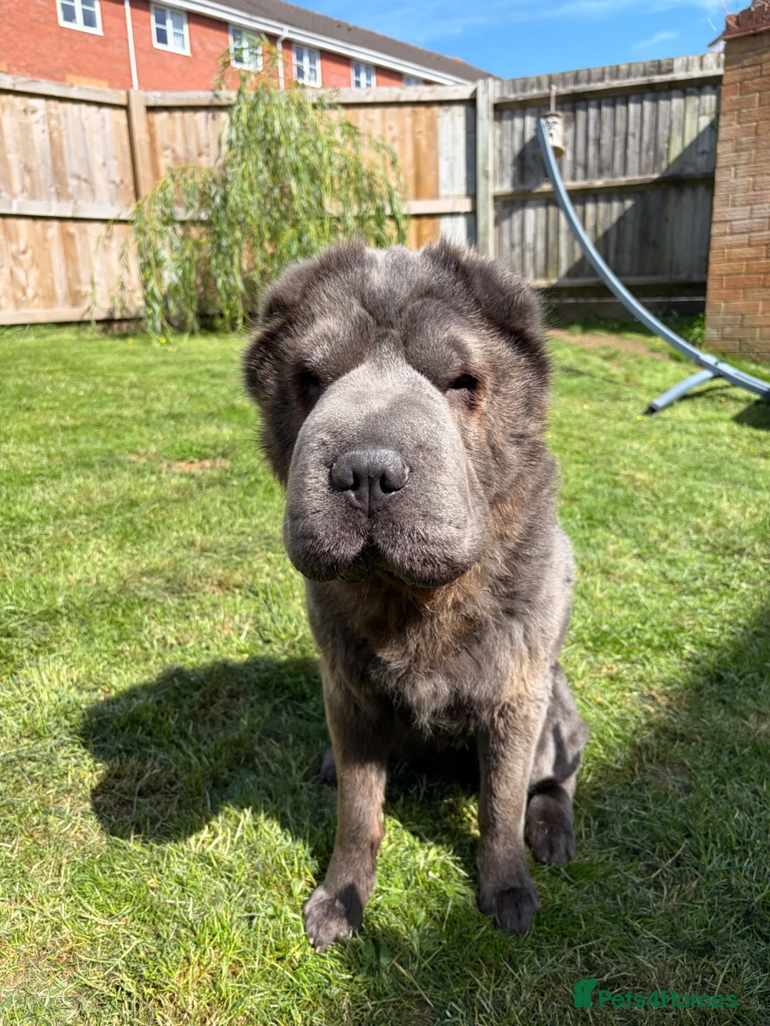 Shar Pei dogs for sale: Rare Blue Bearcoat Shar Pei Male 1 year old - Advert 1