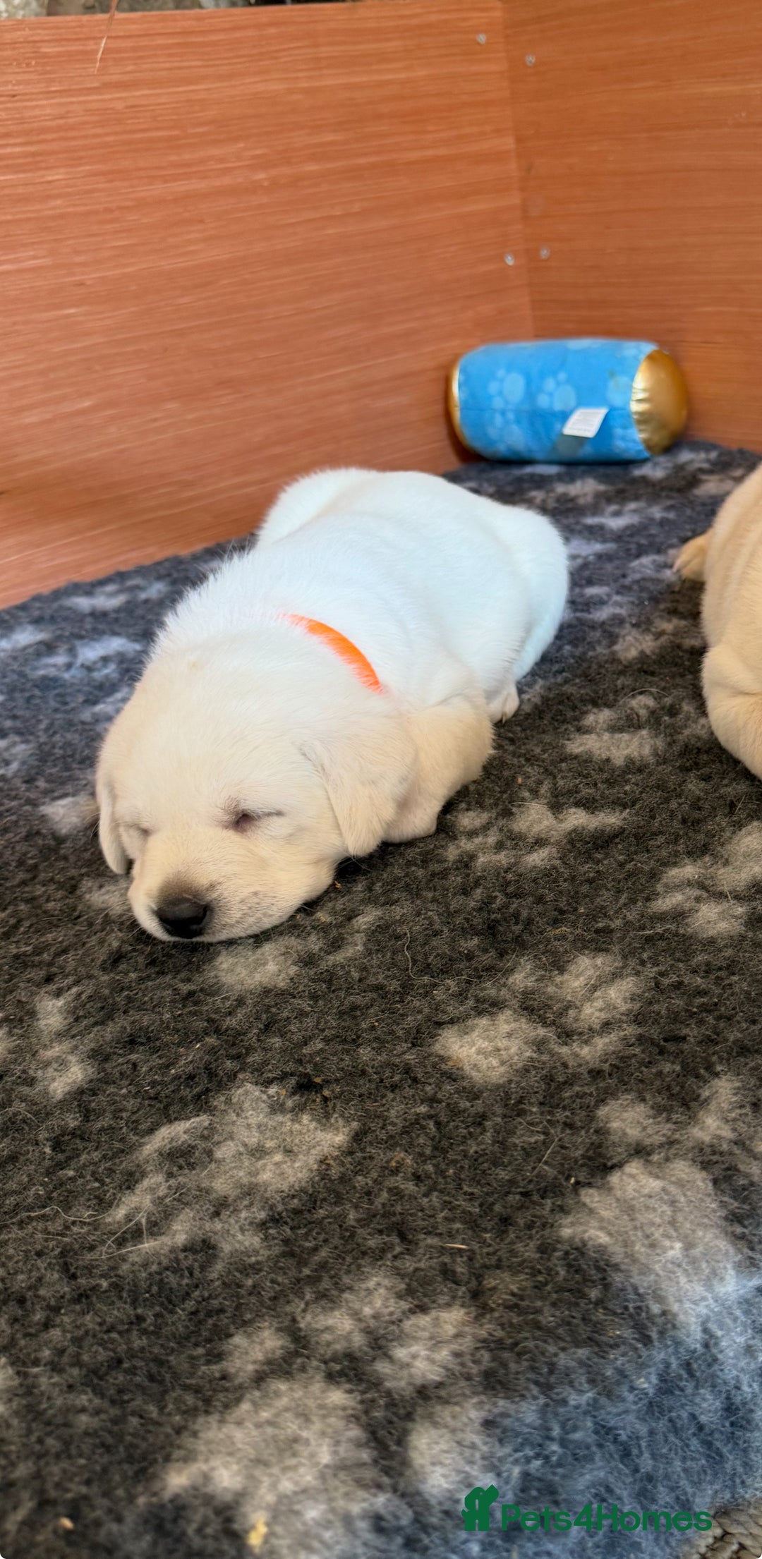 Labrador Retriever dogs for sale: 9 KC Registered White/Yellow Labrador puppies in Prestatyn - Image 10