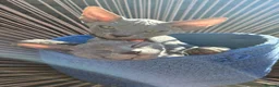Mixed Breed cats for sale: Silver BioVelvet Males – TICA Lines Velvet Texture - Advert 4