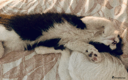 Mixed Breed cats for sale: Adorable Boy Looking for a Forever Home! - Image 3