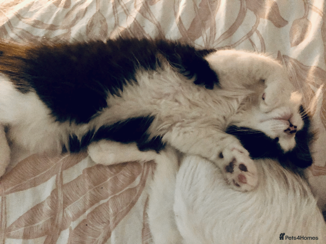 Mixed Breed cats for sale: Adorable Boy Looking for a Forever Home! - Image 3