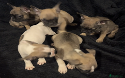 French Bulldog dogs for sale: french bulldogs for sale - Image 2