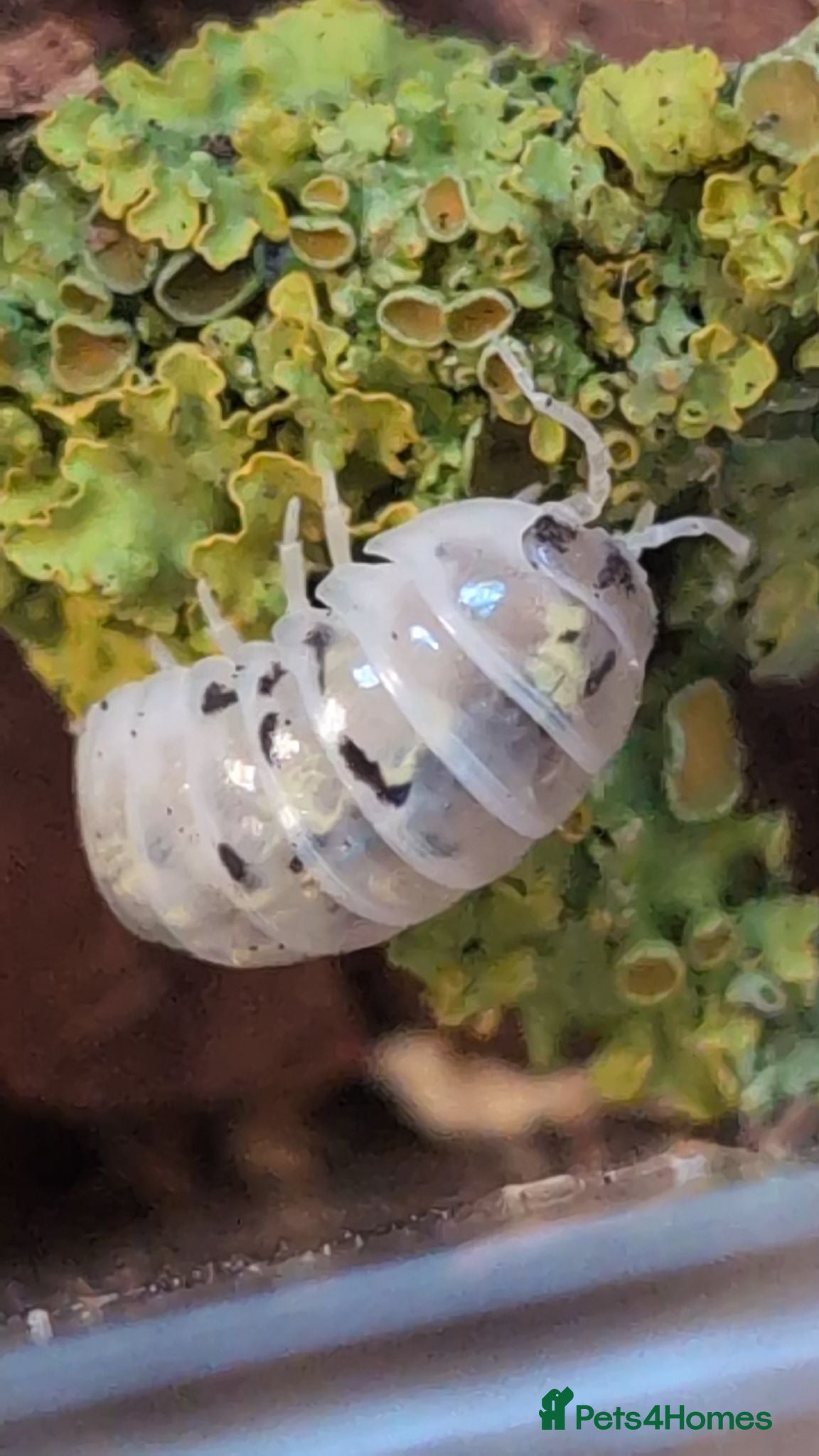 Isopods invertebrates Magic Potion Isopods — Armadillidium vulgare - Advert 7