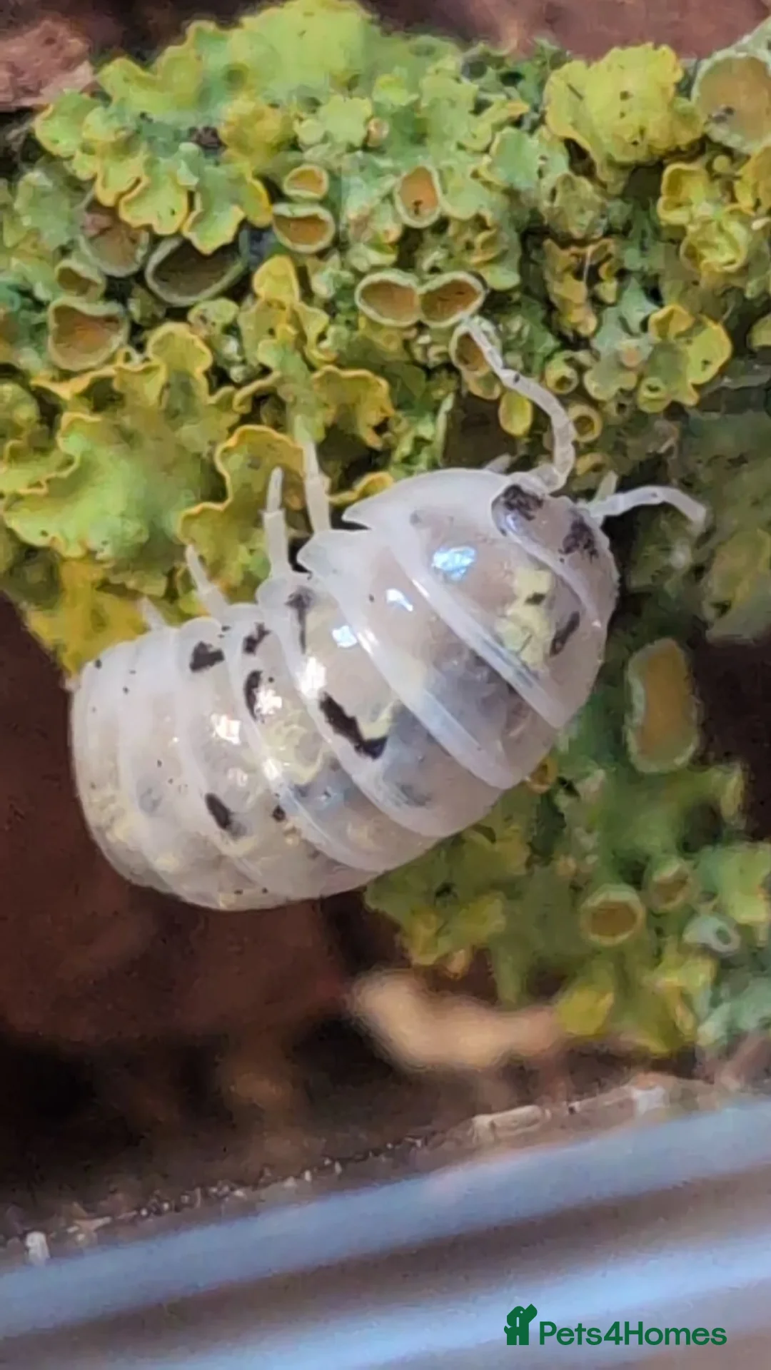 Isopods invertebrates for sale: Magic Potion Isopods — Armadillidium vulgare in Barnsley - Advert 1