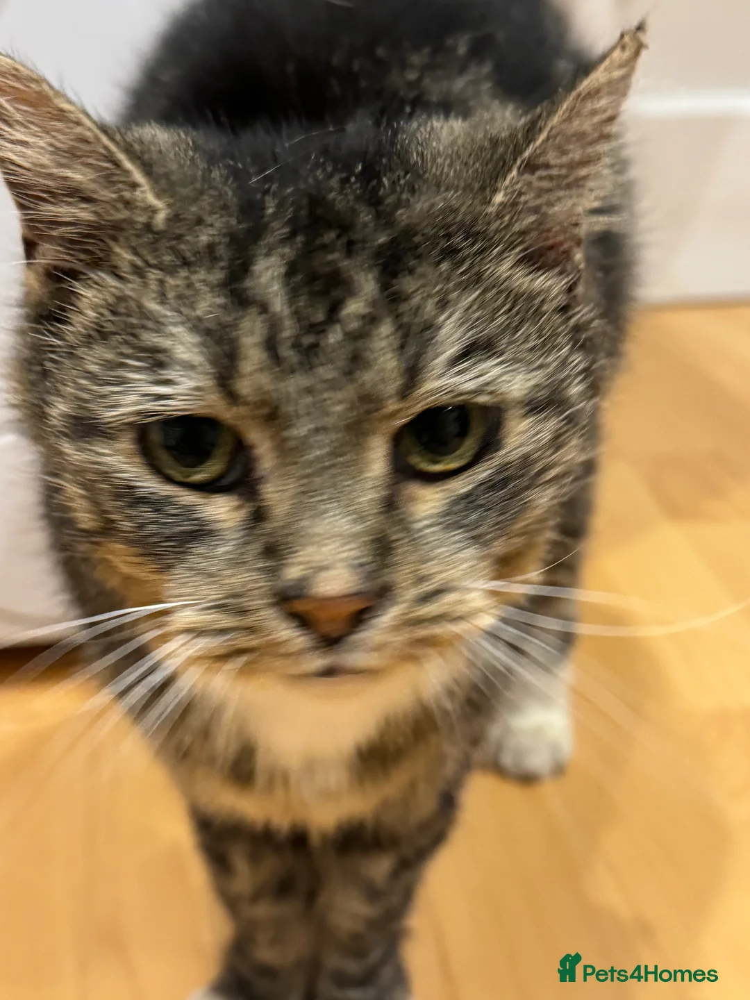 Mixed Breed cats for sale: Forever home needed - Advert 3