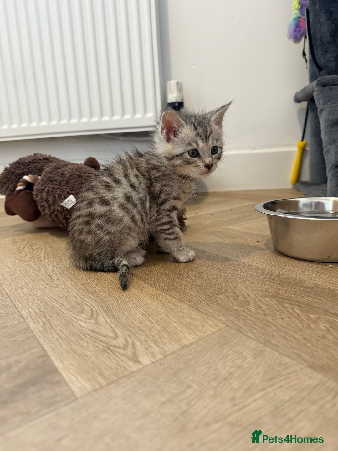 Mixed Breed cats for sale: Maine Coon x Savannah Kittens - Advert 24