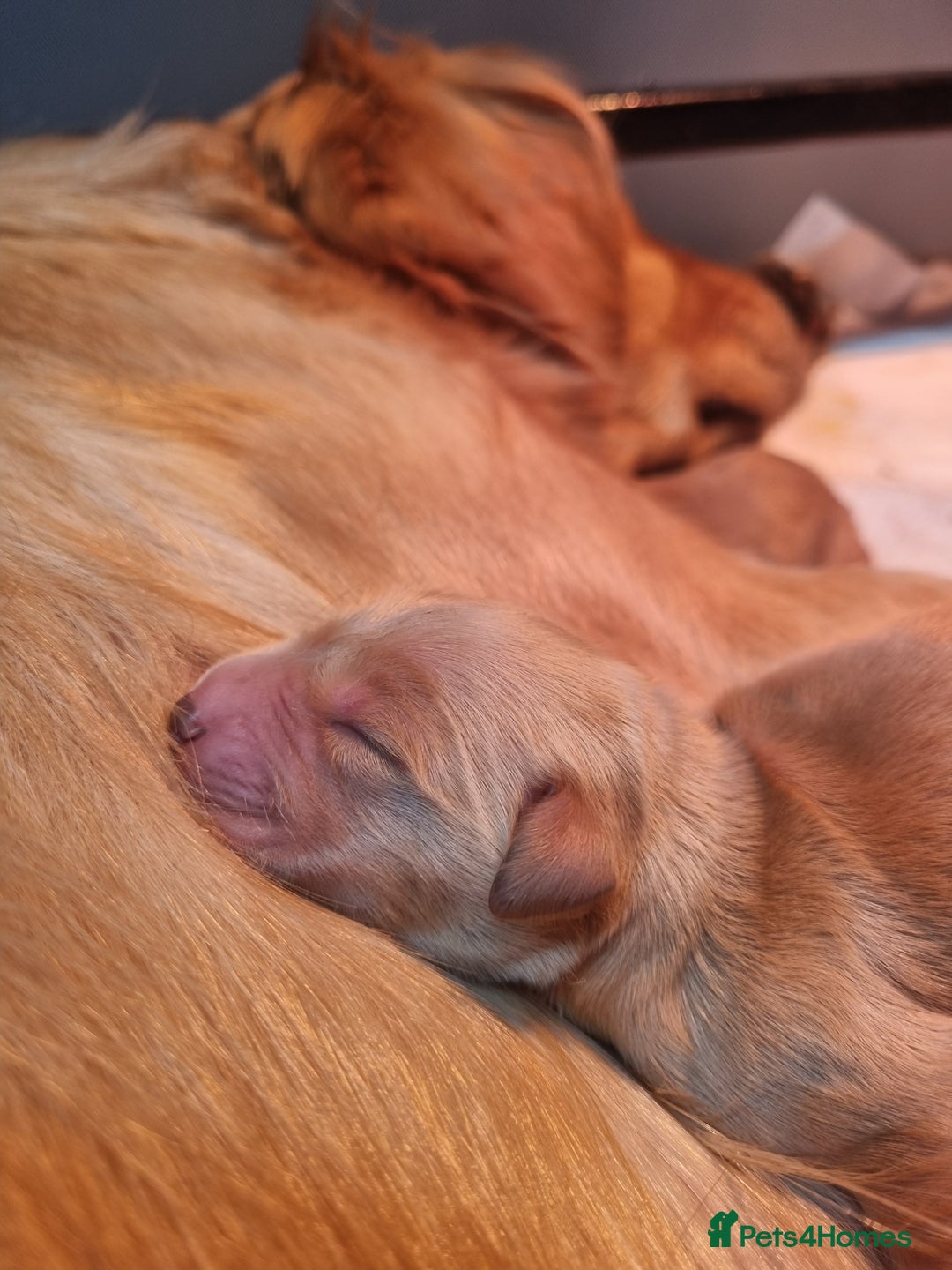 Golden Retriever dogs for sale: Stunning KC Registered Golden Retriever Puppies  - Advert 8