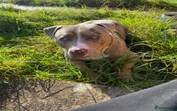 Staffordshire Bull Terrier dogs for stud:  Blue - Image 11