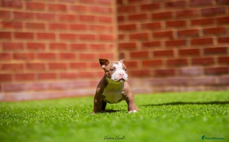 American Bully dogs - Advert 1