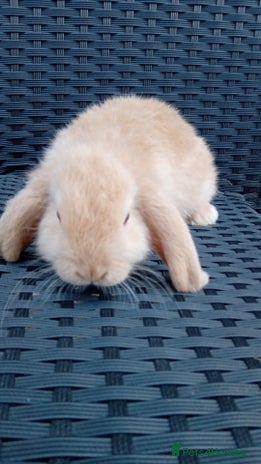 Mini Lop rabbits for sale - Advert 4