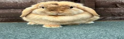 Mini Lop rabbits for sale: Chocolate Harliquin Doe  - Advert 5
