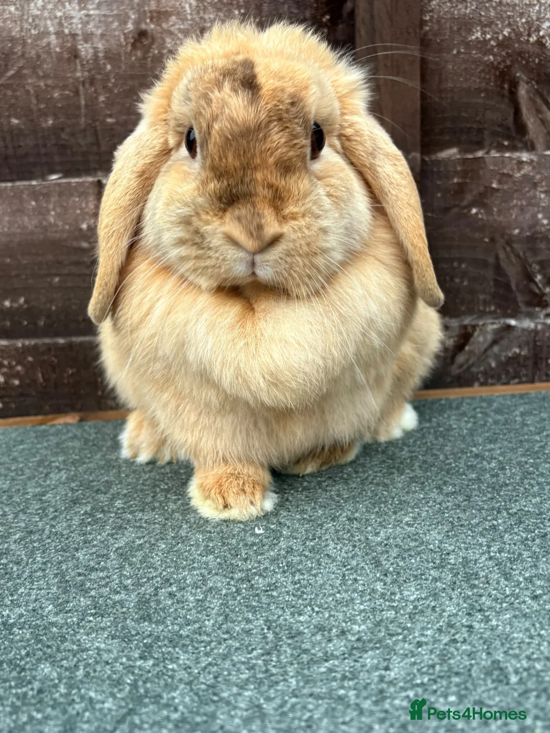 Mini Lop rabbits for sale: Chocolate Harliquin Doe  - Advert 5