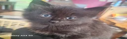Mixed Breed cats for sale: Male and female  - Advert 7