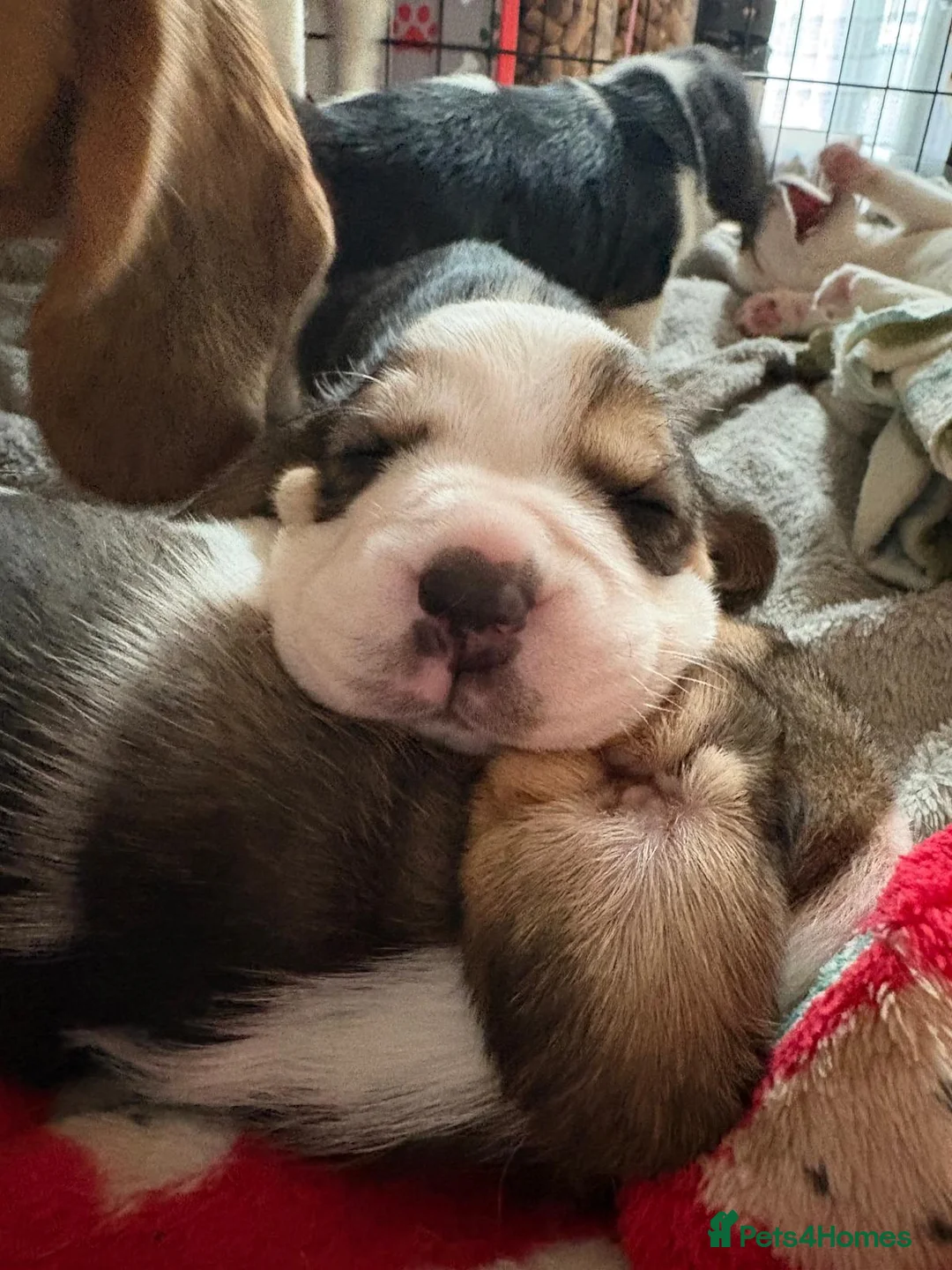 Beagle dogs for sale: Beagle Puppies for sale - Advert 6