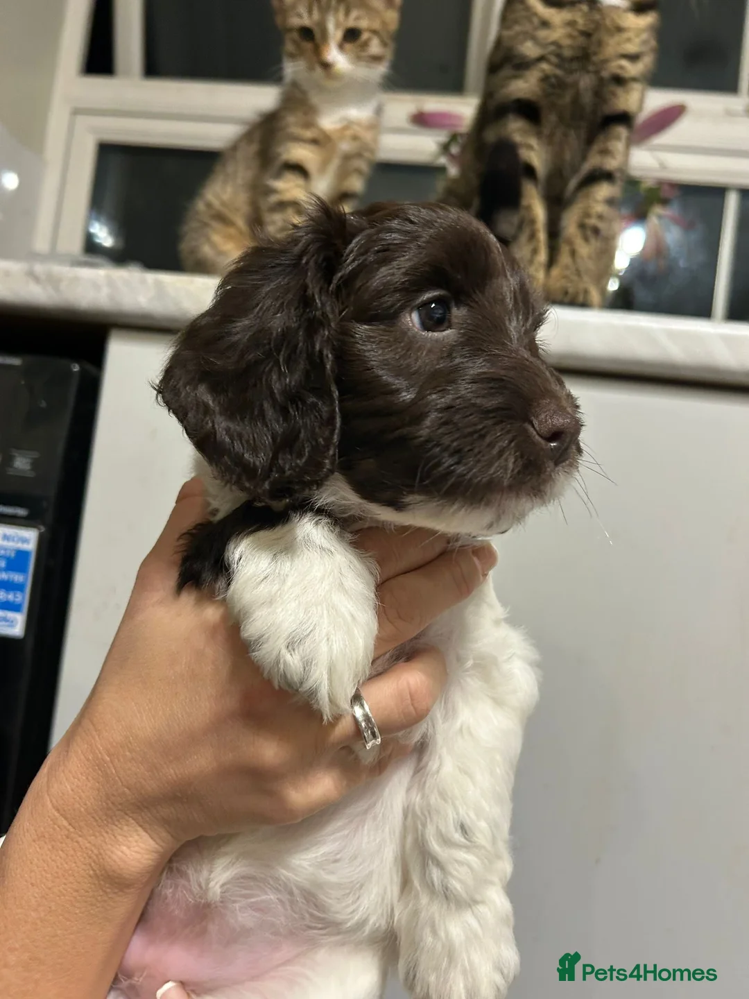 Mixed Breed dogs for sale: Cocker spaniel x jackapoo puppies  - Advert 7