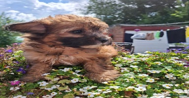 Mixed Breed dogs - Advert 5