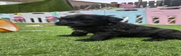 Russian Black Terrier dogs for sale: 🐾Russian Black Terrier Puppies | Ready Now🐾 - Advert 13
