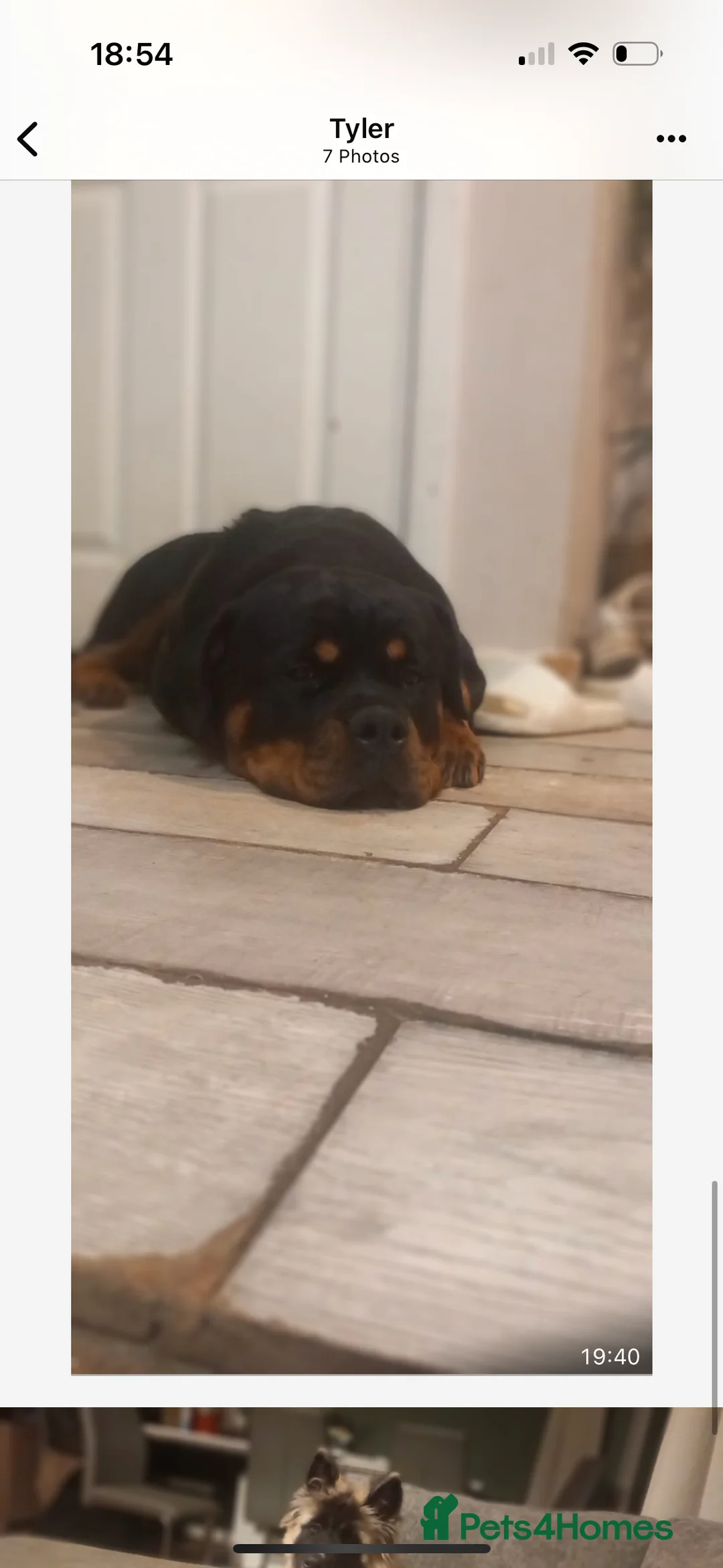 Rottweiler dogs for sale: Rottweiler  in Bury Saint Edmunds - Advert 1
