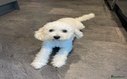 Poochon dogs for sale: Gorgeous Puppy Poochons for sale  - Image 10
