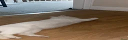 Ragdoll cats for sale: The Pure White Miracle: Kittens on the Way! - Advert 3