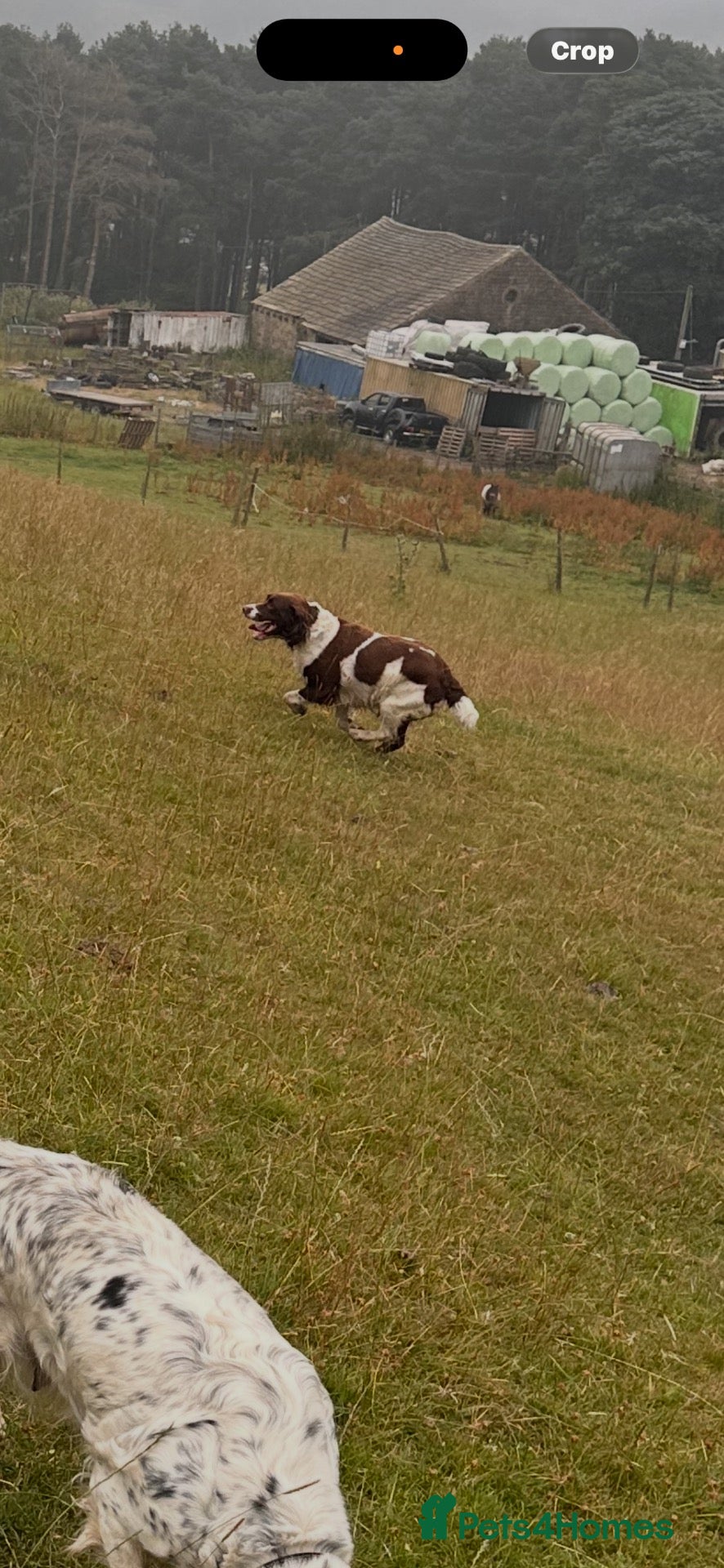 English Springer Spaniel dogs Beautiful springer spaniel  - Advert 2