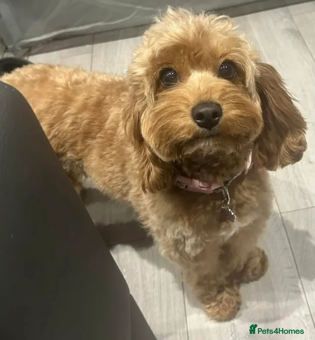 Cavapoo dogs for sale: Waiting list extensively health tested toy cavapoo - Advert 2