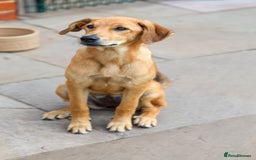 Mixed Breed dogs for adoption: Soft sweet Sophia - Image 14