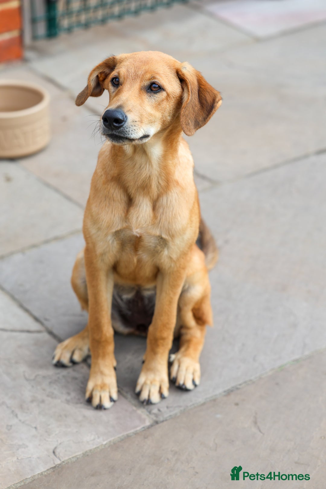 Mixed Breed dogs for adoption: Soft sweet Sophia - Image 14