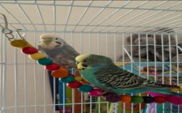 Budgerigars birds for sale: 2 male budgies for sale-cage+accessories included - Image 2
