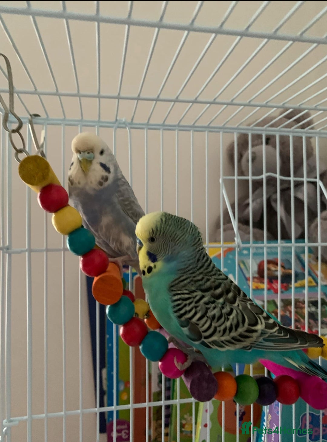 Budgerigars birds for sale: 2 male budgies for sale-cage+accessories included - Image 2
