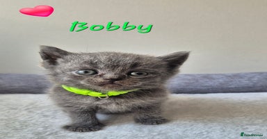 British Shorthair cats - Advert 16