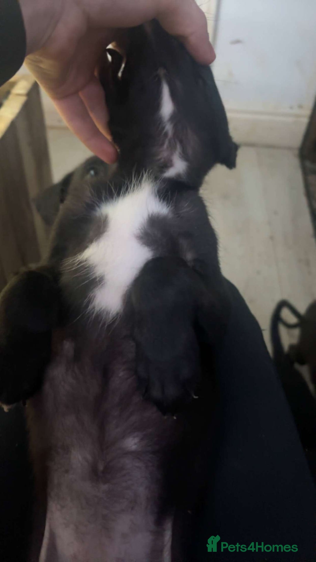 Mixed Breed dogs for sale: 2 female lurcher pups come from working stock - Advert 3