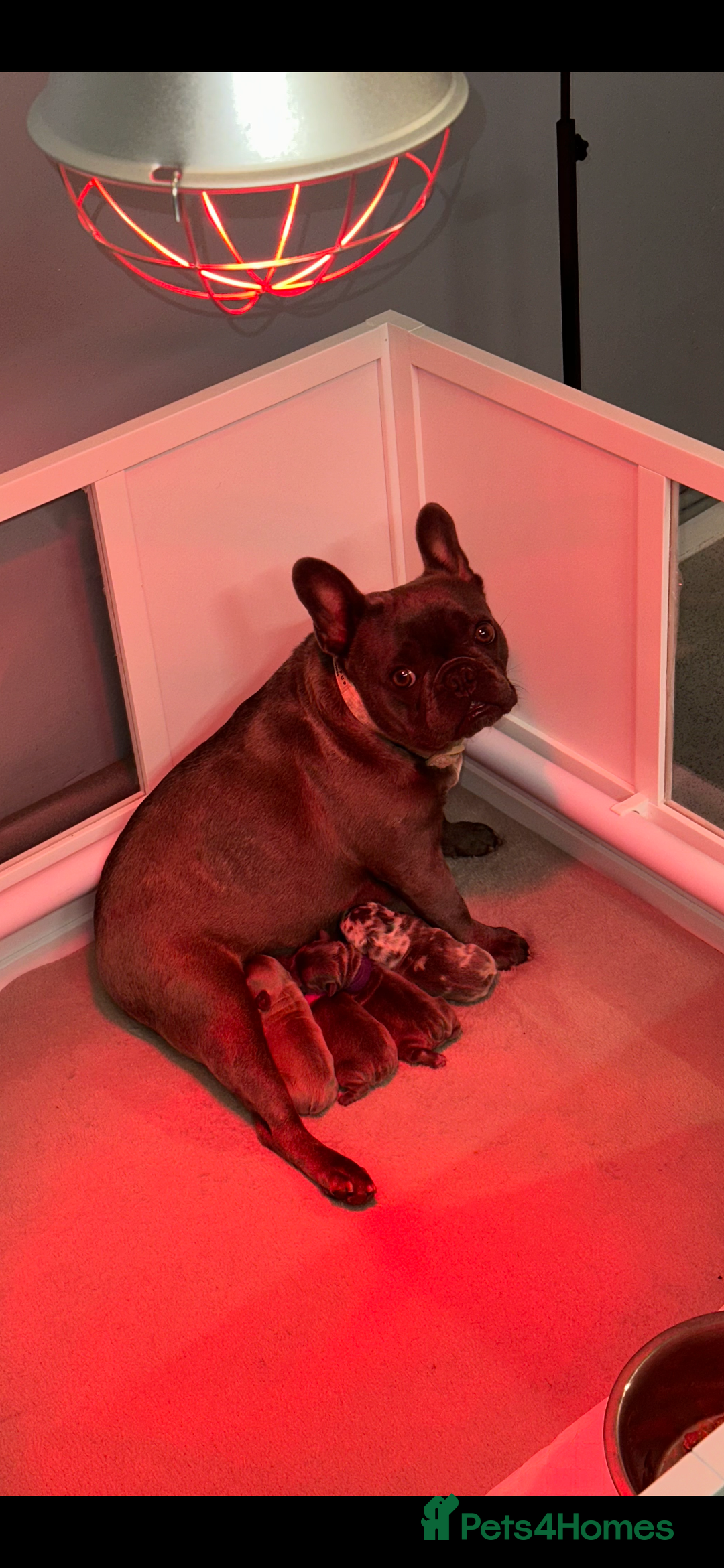French Bulldog dogs for sale: 4 Beautiful Girl Frenchie's  - Image 12