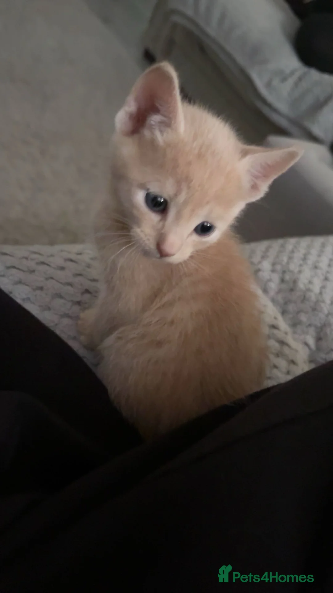Ragdoll cats for sale: Beige ginger kitten  - Advert 2