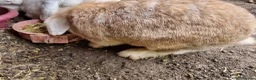Mixed Breed rabbits for sale: Rabbits To Go To a Good Home in Doncaster - Advert 12