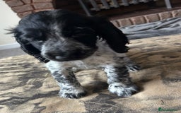 Cocker Spaniel dogs for sale: Blue roan cocker spaniels ready 17th September - Image 31