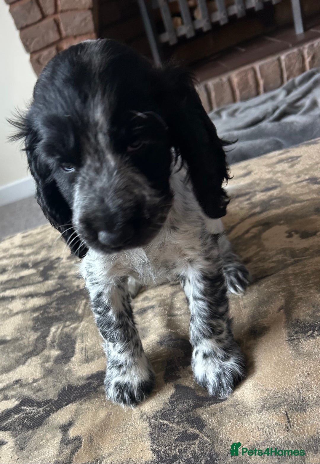 Cocker Spaniel dogs for sale: Blue roan cocker spaniels ready 17th September - Image 31