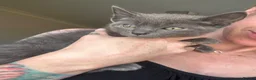 Russian Blue cats for sale: 🚻Super excited Russian👒 B kitties up to go🔵 in Orpington - Advert 5