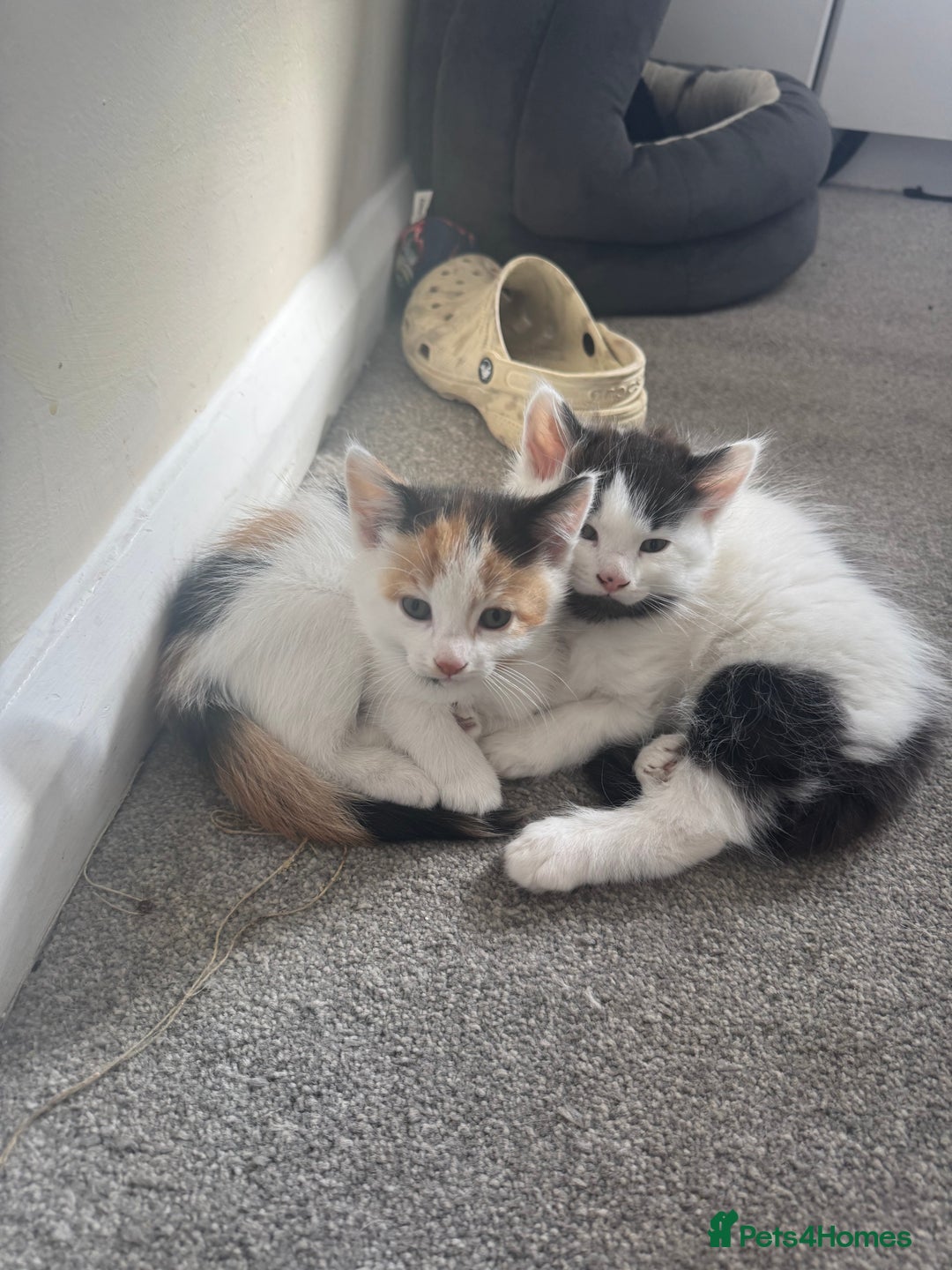British Shorthair cats for sale: Three female kittens looking for new home  - Image 3