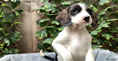 Mixed Breed dogs - Advert 1