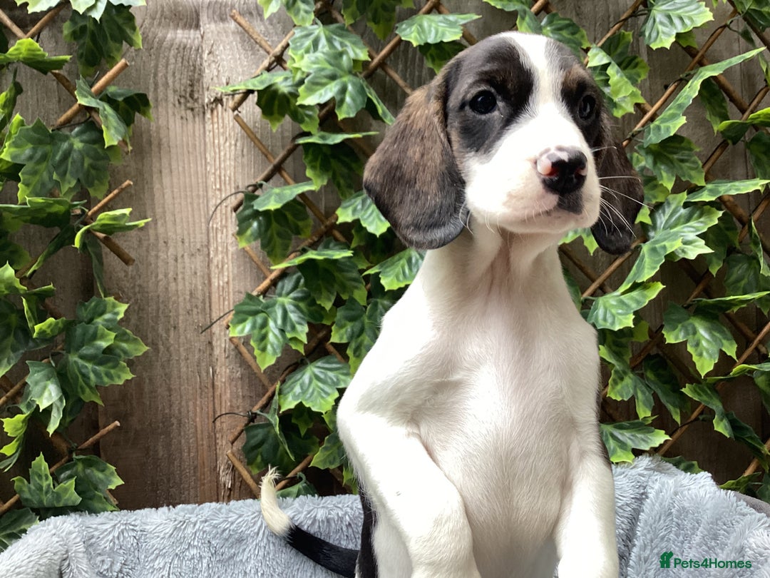 Mixed Breed dogs for sale: Gorgeous mix of Beagle x Sproodle (Springles) - Image 3