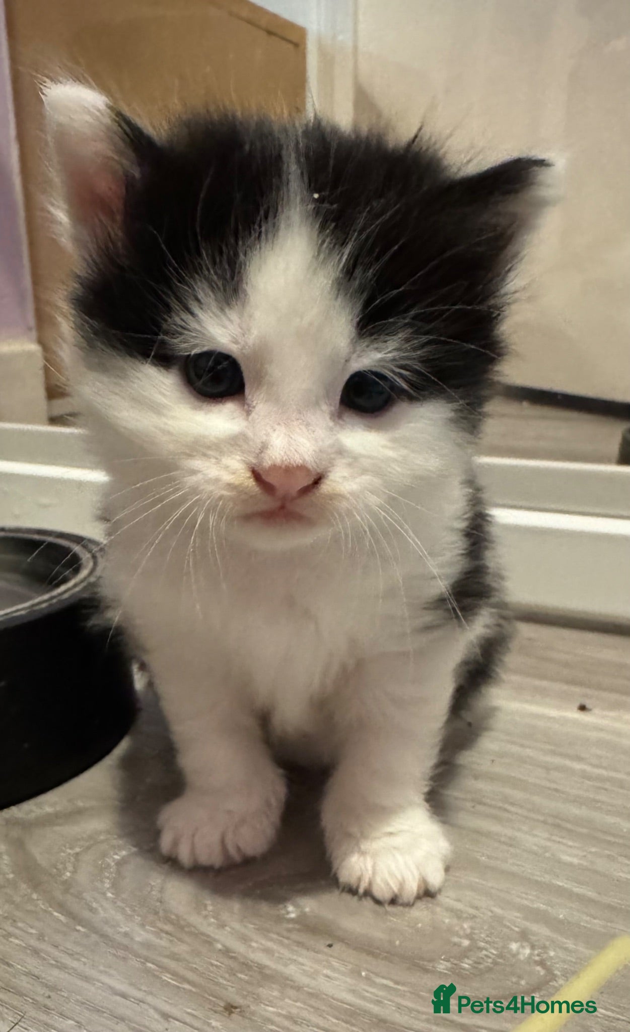 Mixed Breed cats Beautiful half Maine coon grey / black and white  - Advert 2