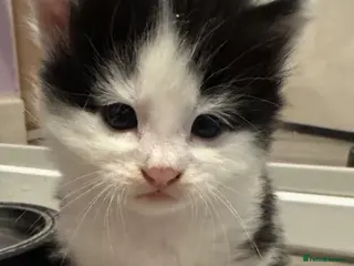 Mixed Breed cats Beautiful half Maine coon grey / black and white - Advert 2