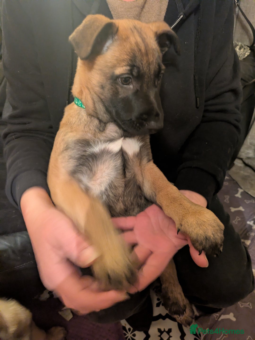 Belgian Shepherd Dog dogs for sale: Belgian Shepherd - Malinois  - Advert 14