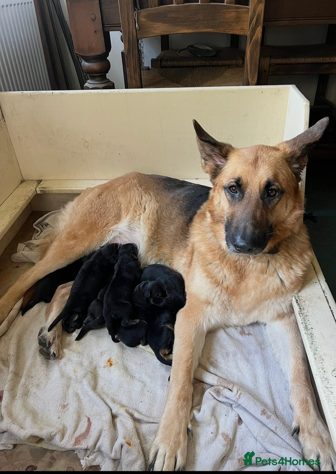 German Shepherd dogs for sale: German shepherd puppies - Advert 1